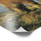 Shetland Pony, Festland Shetland Islands, Fotodruck (Ecke)