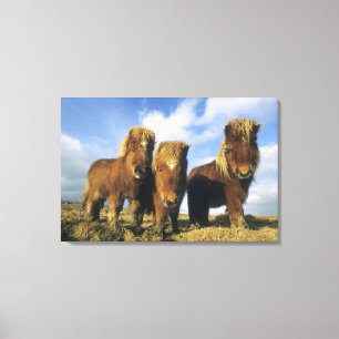 Shetland Pony, Festland Shetland Islands, Leinwanddruck