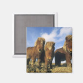 Shetland Pony, Festland Shetland Islands, Magnet (Vorderseite/Rückseite)