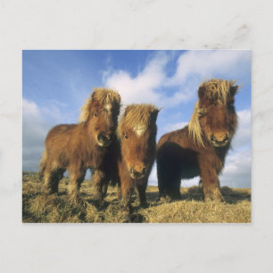 Shetland Pony, Festland Shetland Islands, Postkarte