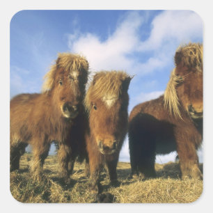 Shetland Pony, Festland Shetland Islands, Quadratischer Aufkleber