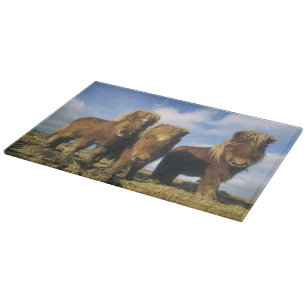 Shetland Pony, Festland Shetland Islands, Schneidebrett