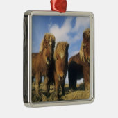 Shetland Pony, Festland Shetland Islands, Silbernes Ornament (Rechts)