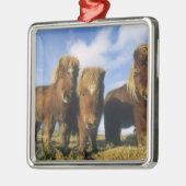 Shetland Pony, Festland Shetland Islands, Silbernes Ornament (Links)