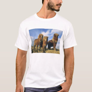Shetland Pony, Festland Shetland Islands, T-Shirt
