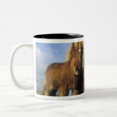 Shetland Pony, Festland Shetland Islands, Zweifarbige Tasse (Links)