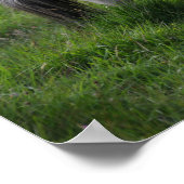 Shetland Pony Hengst Stehend im Gras Poster (Ecke)