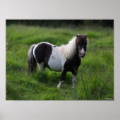 Shetland Pony Hengst Stehend im Gras Poster (Vorne)