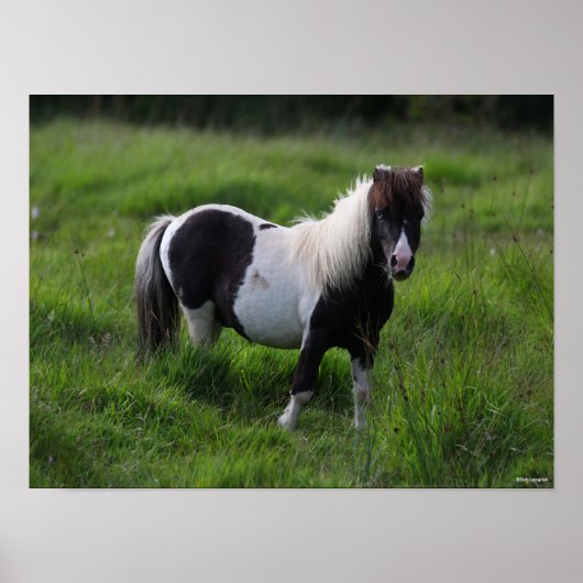 Shetland Pony Hengst Stehend im Gras Poster (Vorne)