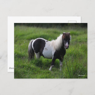 Shetland Pony Hengst Stehend im Gras Postkarte