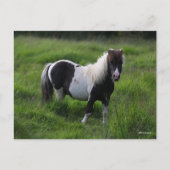 Shetland Pony Hengst Stehend im Gras Postkarte (Vorderseite)
