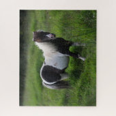 Shetland Pony Hengst Stehend im Gras Puzzle (Vertikal)