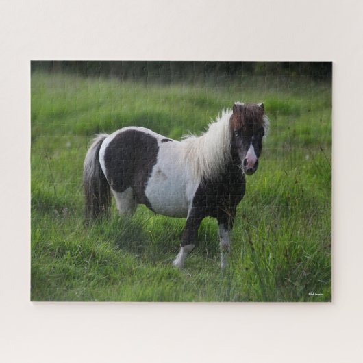 Shetland Pony Hengst Stehend im Gras Puzzle (Horizontal)