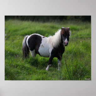 Shetland Pony Hengst Stehend Poster