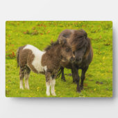 Shetland Pony Mother and Offspring Fotoplatte (Vorderseite)