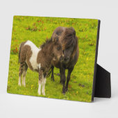 Shetland Pony Mother and Offspring Fotoplatte (Seite)