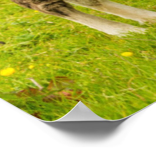 Shetland Pony Mother and Offspring Poster (Ecke)