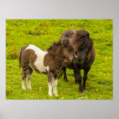 Shetland Pony Mother and Offspring Poster (Vorne)