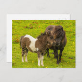 Shetland Pony Mother and Offspring Postkarte (Vorne/Hinten)