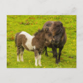 Shetland Pony Mother and Offspring Postkarte (Vorderseite)