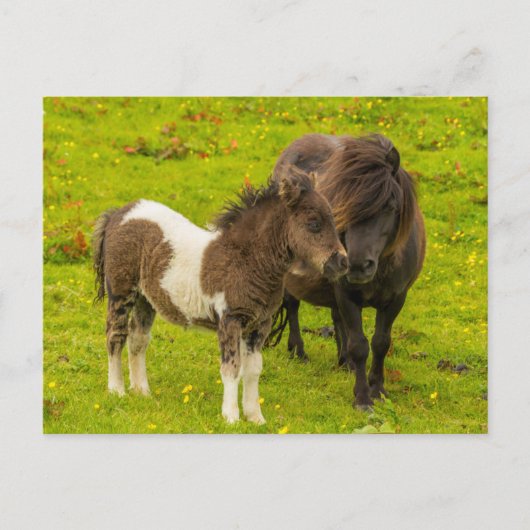 Shetland Pony Mother and Offspring Postkarte (Vorderseite)