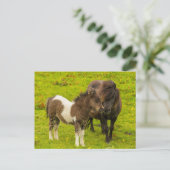 Shetland Pony Mother and Offspring Postkarte (Stehend Vorderseite)