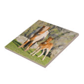 Shetland Pony on Pasta Nea High Cliffs, Mare 2 Fliese (Seite)