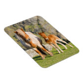 Shetland Pony on Pasta Nea High Cliffs, Mare 2 Magnet (Rechte Seite)
