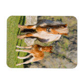 Shetland Pony on Pasta Nea High Cliffs, Mare 2 Magnet (Horizontal)