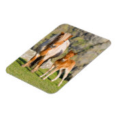 Shetland Pony on Pasta Nea High Cliffs, Mare 2 Magnet (Linke Seite)