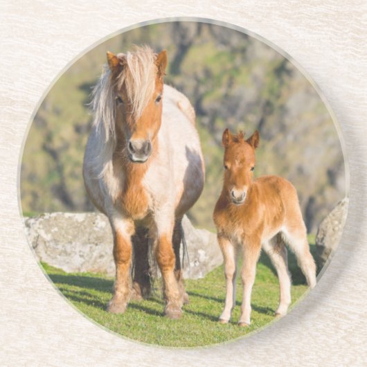 Shetland Pony on Pasta Nea High Cliffs, Mare 2 Sandstein Untersetzer (Vorne)