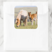 Shetland Pony on Pasta Nea High Cliffs, Mare Quadratischer Aufkleber (Tasche)