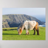 Shetland Pony on Pasture Near High Cliffs Poster (Vorne)