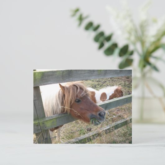 Shetland Pony Postcard (5019) Postkarte (Stehend Vorderseite)
