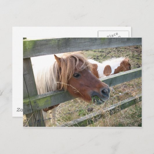 Shetland Pony Postcard (5019) Postkarte (Vorne/Hinten)