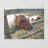 Shetland Pony Postcard (5019) Postkarte (Vorderseite)