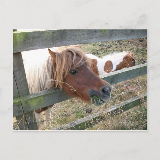 Shetland Pony Postcard (5019) Postkarte (Vorderseite)