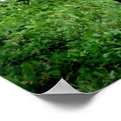 Shetland Pony Poster (Ecke)