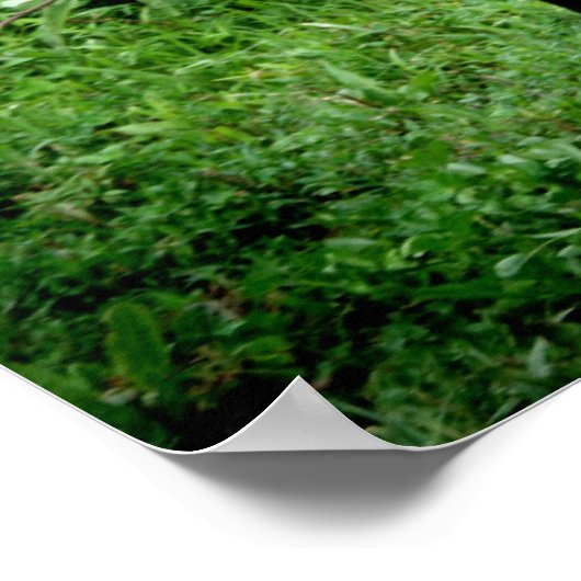 Shetland Pony Poster (Ecke)