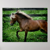 Shetland Pony Poster (Vorne)