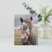 Shetland Pony Postkarte (Stehend Vorderseite)