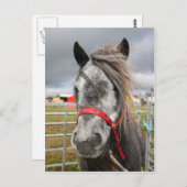 Shetland Pony Postkarte (Vorne/Hinten)