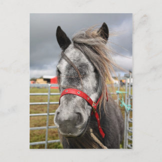 Shetland Pony Postkarte