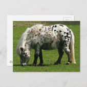 Shetland Pony Postkarte (Vorne/Hinten)