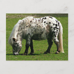 Shetland Pony Postkarte