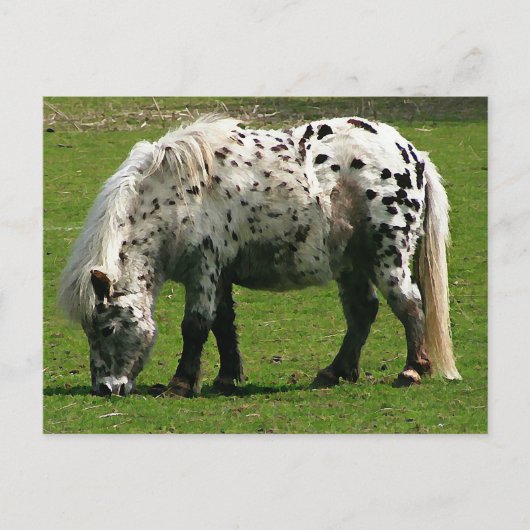 Shetland Pony Postkarte (Vorderseite)
