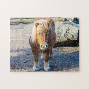 Shetland-Pony-Puzzle Puzzle