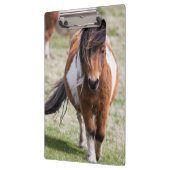Shetland Pony, Shetland Islands Klemmbrett (Links)