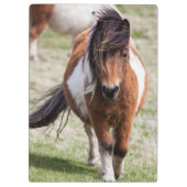 Shetland Pony, Shetland Islands Klemmbrett (Rückseite)