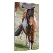 Shetland Pony, Shetland Islands Klemmbrett (Rechts)